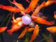 Xiphophorus helleri orange - oranžová mečovka 4 - 5 cm