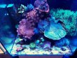 A-Mořské nano-akvárium 60 l - PREMIUM + Radion XR15