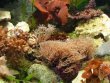 A-Mořské nano-akvárium 30 l - CLASIC PLUS 