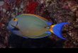 Acanthurus dussumieri M