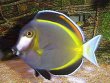Acanthurus japonicus M