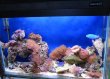 A-Mořské nano-akvárium 54 l - BASIC+  MICRO COMPACT