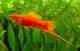  - Xiphophorus helleri red - červená mečovka XL 