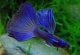  - Poecilia reticulata Moscau blue 