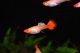  - Poecilia reticulata - Koi Red Kohaku (Red Nose) Flag Tail 