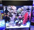 A-Mořské nano-akvárium 50 l - MICRO COMPACT