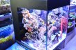 A-Mořské nano-akvárium 60 l - PREMIUM -  base
