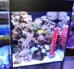 A-Mořské nano-akvárium 60 l - PREMIUM+PLUS 