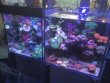 A-Mořské nano-akvárium 40 l PREMIUM PLUS