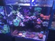 A-Mořské nano-akvárium 40 l CLASIC PLUS