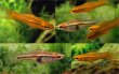 Xiphophorus pygmaeus - mečovka trpasličí 