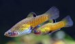 Phallichthys tico wild - živorodka - krátkotělka kostarická - divoká forma 