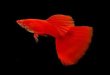 Poecilia reticulata - Full red guppy 