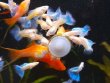 Poecilia reticulata - Blue Sky Delta albino - Topaz