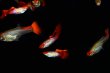 Poecilia reticulata - Koi Red Snakeskin Flag Tail 