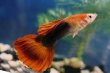 Poecilia reticulata Red tuxedo Fan Tail