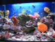 B-Mořské mikro-akvárium 100 l - CLASIC+PLUS  - COMPACT
