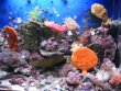 B-Mořské mikro-akvárium  90 l - PREMIUM+PLUS  -   COMPACT DESIGN