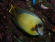 Acanthurus pyroferus M