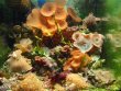 A-Mořské nano-akvárium 30 l - PREMIUM+ PLUS  -     MICRO COMPACT